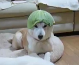 「かぶっても、かぶられても…かわいい！」動物たちの変身した姿いろいろ
