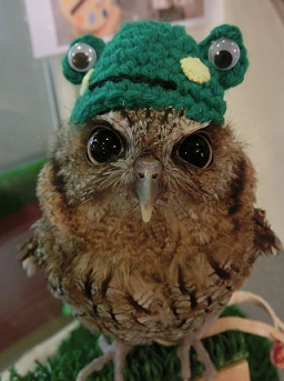 「かぶっても、かぶられても…かわいい！」動物たちの変身した姿いろいろ