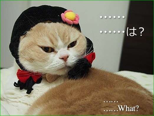 「かぶっても、かぶられても…かわいい！」動物たちの変身した姿いろいろ