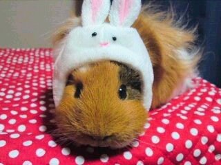 「かぶっても、かぶられても…かわいい！」動物たちの変身した姿いろいろ