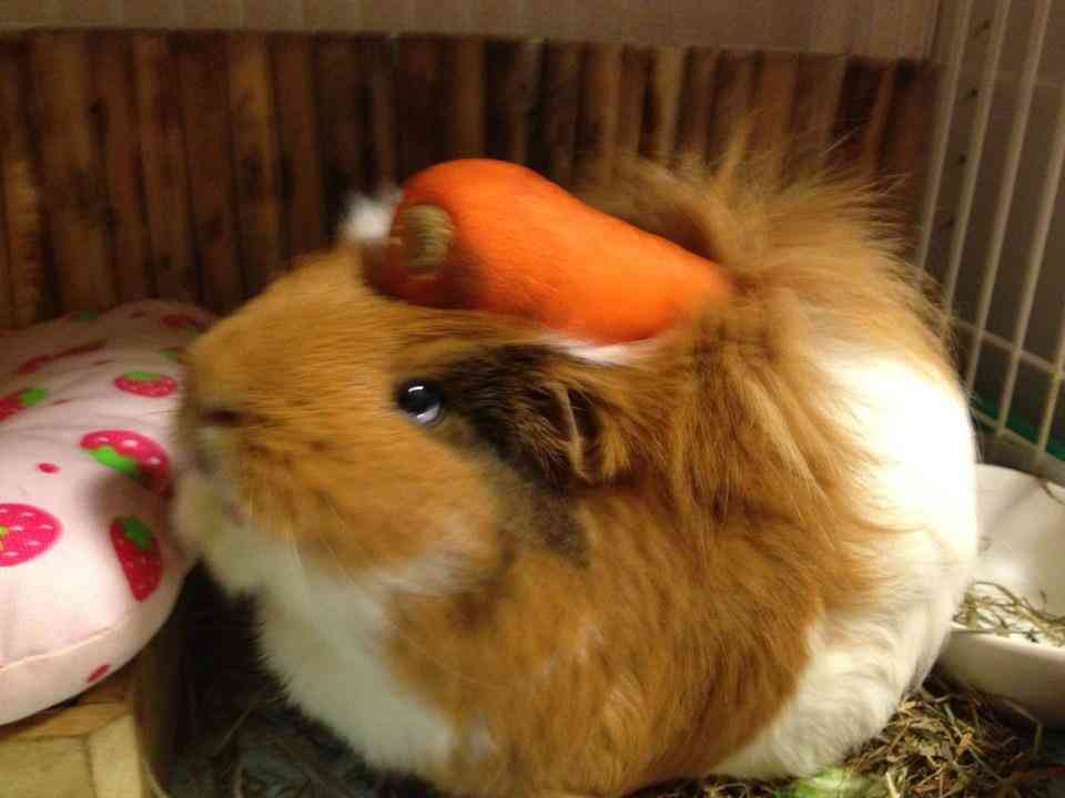 「かぶっても、かぶられても…かわいい！」動物たちの変身した姿いろいろ
