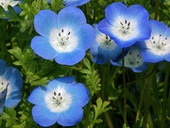 好きな花はなんですか？