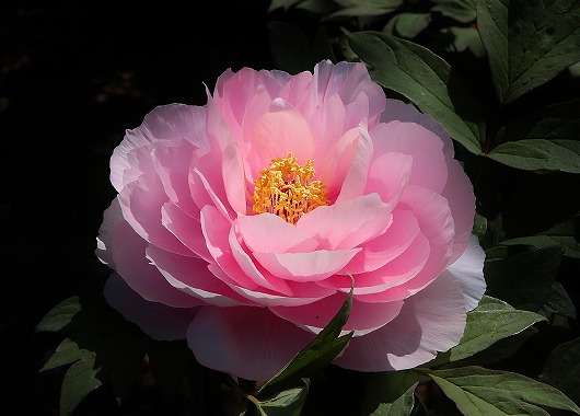 好きな花はなんですか？