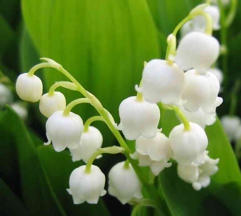 好きな花はなんですか？
