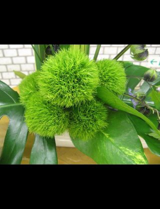 好きな花はなんですか？