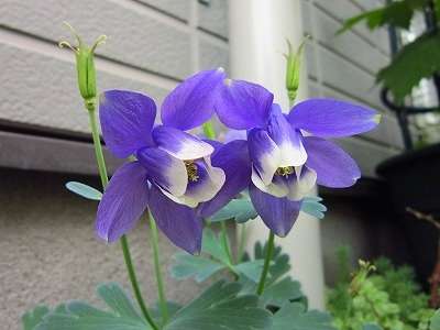 好きな花はなんですか？