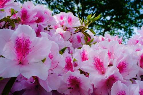 好きな花はなんですか？