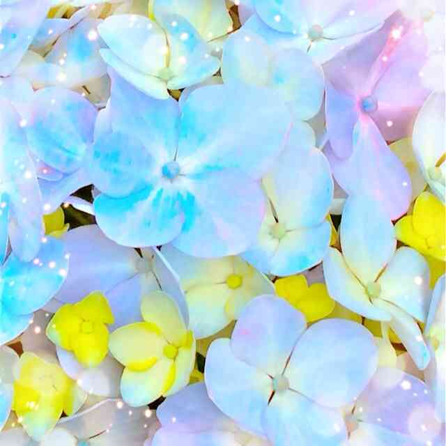 好きな花はなんですか？