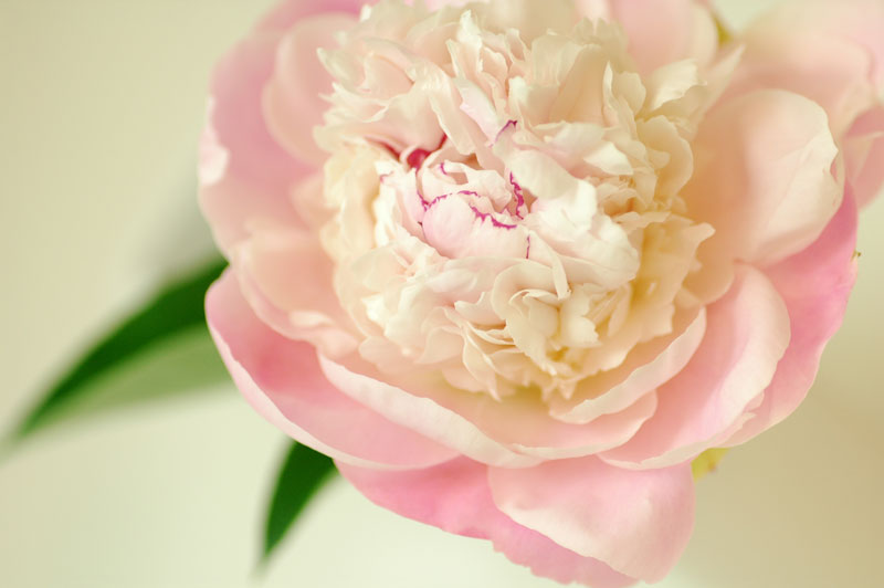好きな花はなんですか？