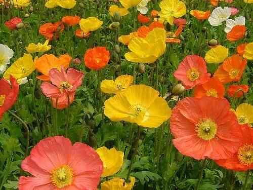 好きな花はなんですか？