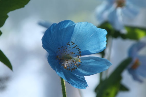 好きな花はなんですか？