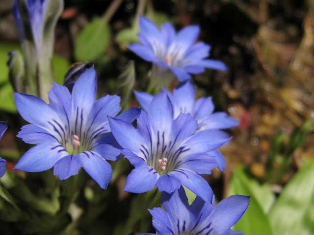 好きな花はなんですか？