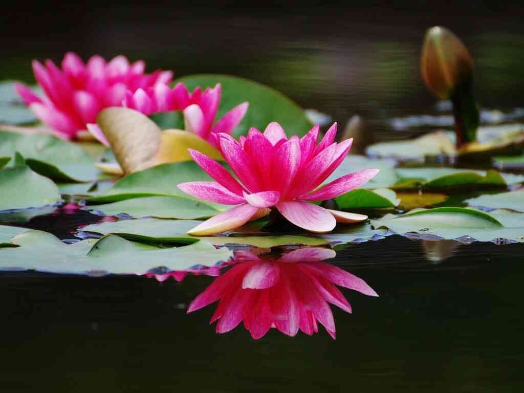 好きな花はなんですか？