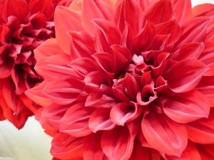 好きな花はなんですか？