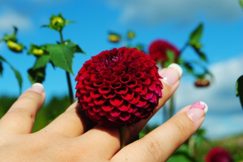 好きな花はなんですか？