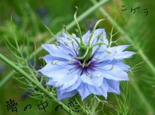 好きな花はなんですか？
