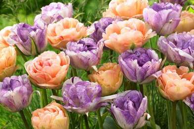 好きな花はなんですか？