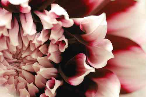 好きな花はなんですか？