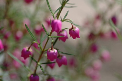好きな花はなんですか？