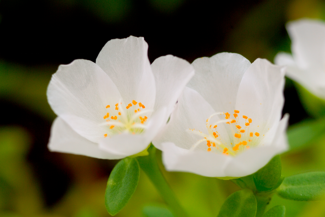 好きな花はなんですか？