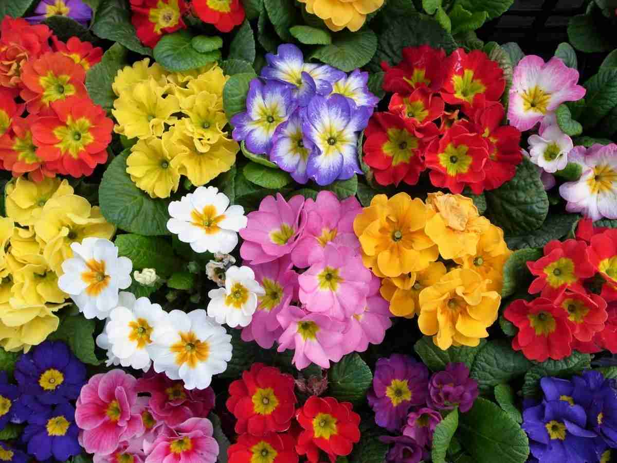 好きな花はなんですか？