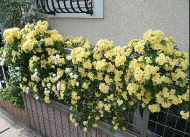好きな花はなんですか？