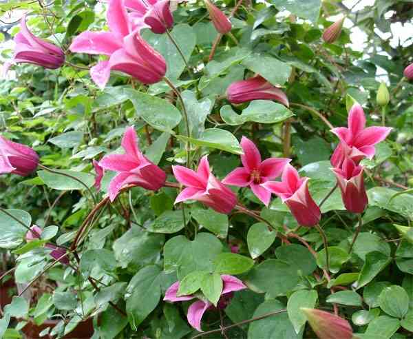 好きな花はなんですか？