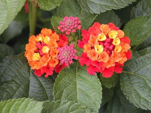 好きな花はなんですか？