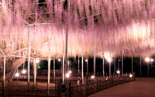 好きな花はなんですか？
