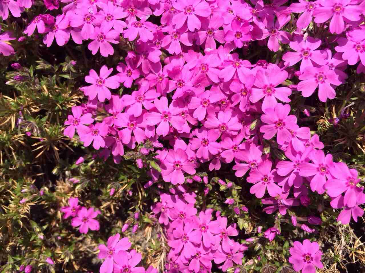 好きな花はなんですか？