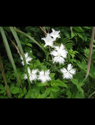 好きな花はなんですか？