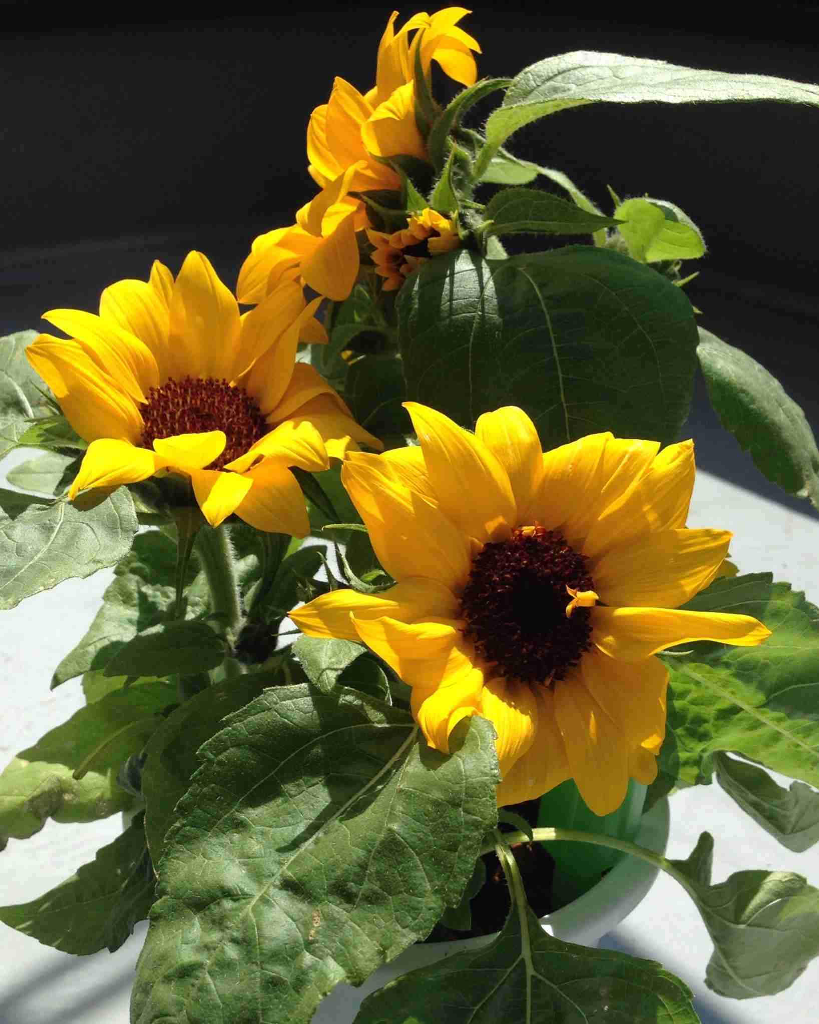 好きな花はなんですか？