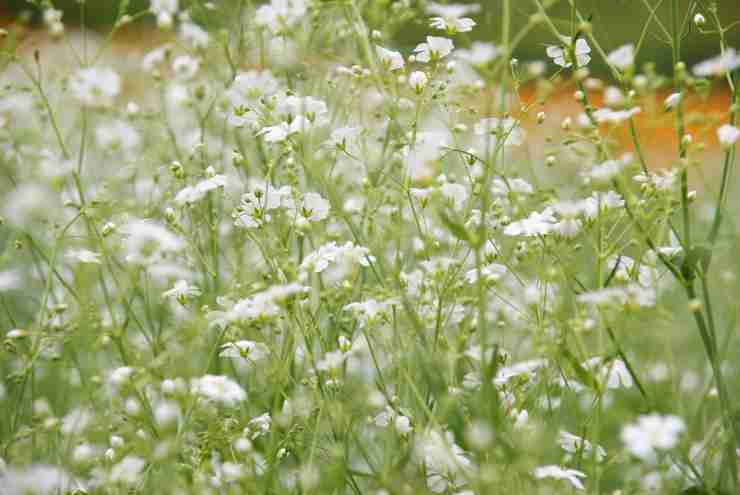 好きな花はなんですか？