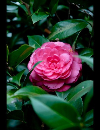 好きな花はなんですか？