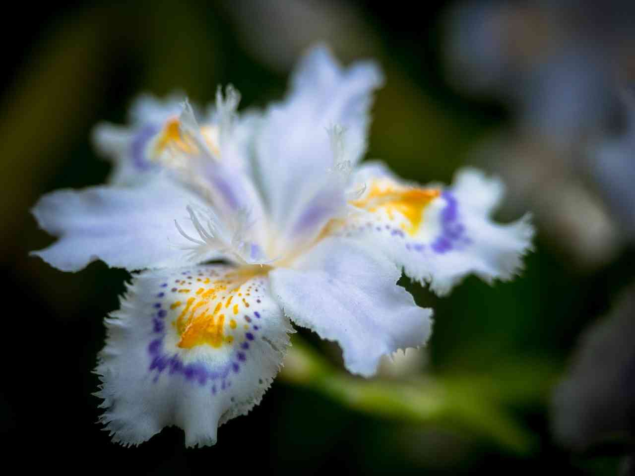 好きな花はなんですか？