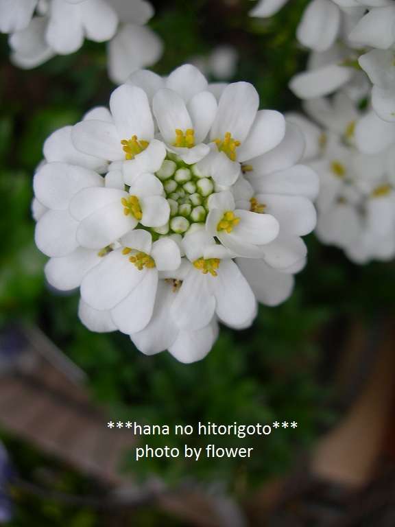 好きな花はなんですか？