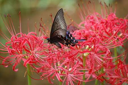 好きな花はなんですか？