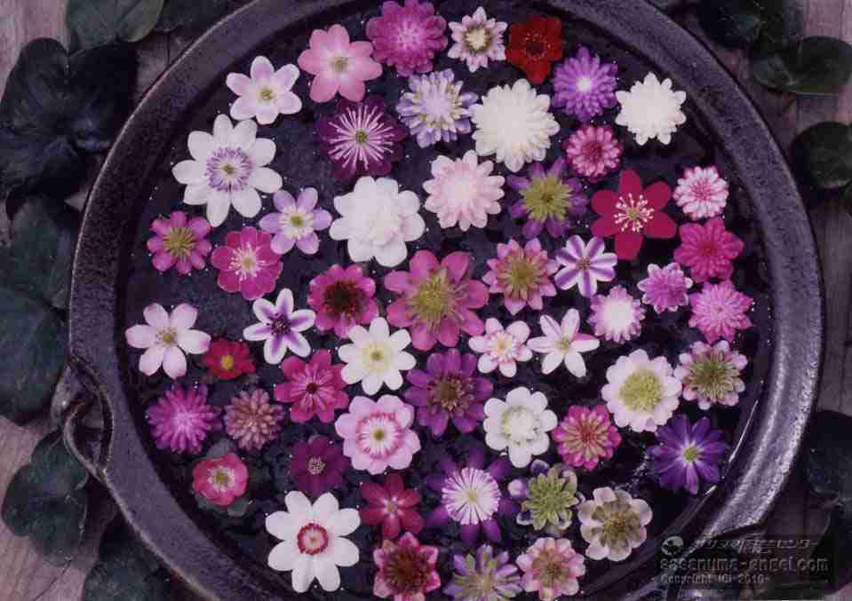 好きな花はなんですか？