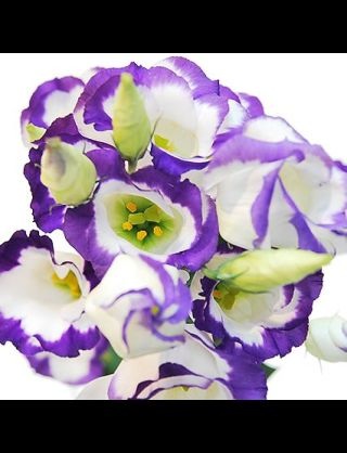 好きな花はなんですか？