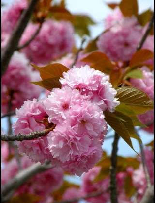 好きな花はなんですか？