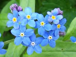 好きな花はなんですか？