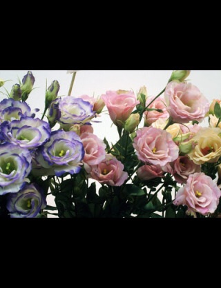 好きな花はなんですか？