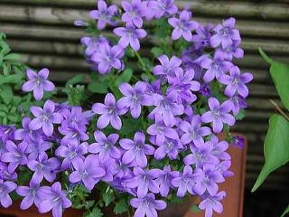 好きな花はなんですか？