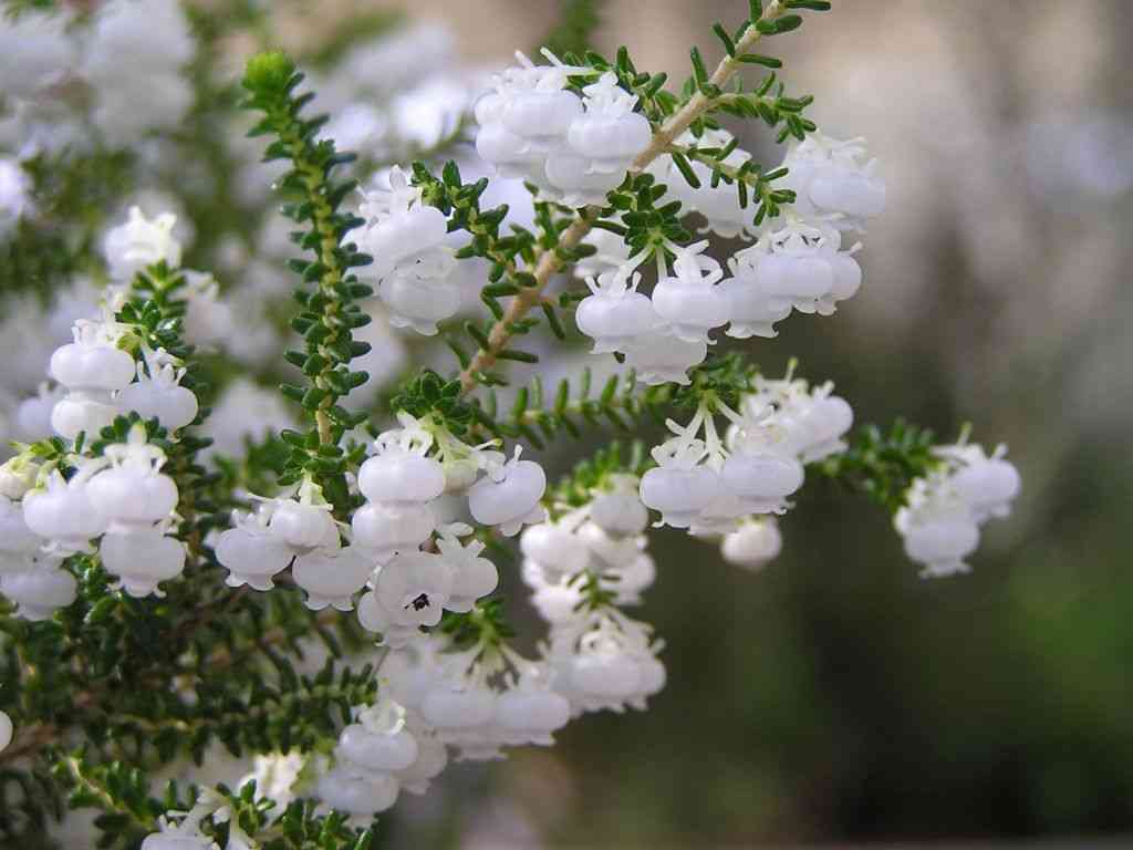好きな花はなんですか？