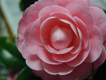 好きな花はなんですか？
