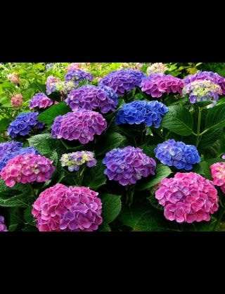 好きな花はなんですか？