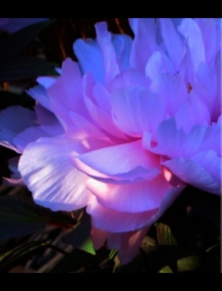 好きな花はなんですか？