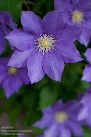 好きな花はなんですか？