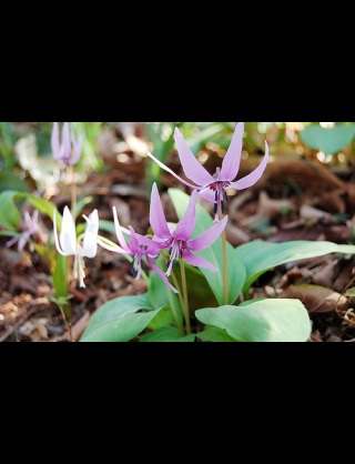 好きな花はなんですか？