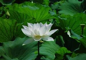 好きな花はなんですか？